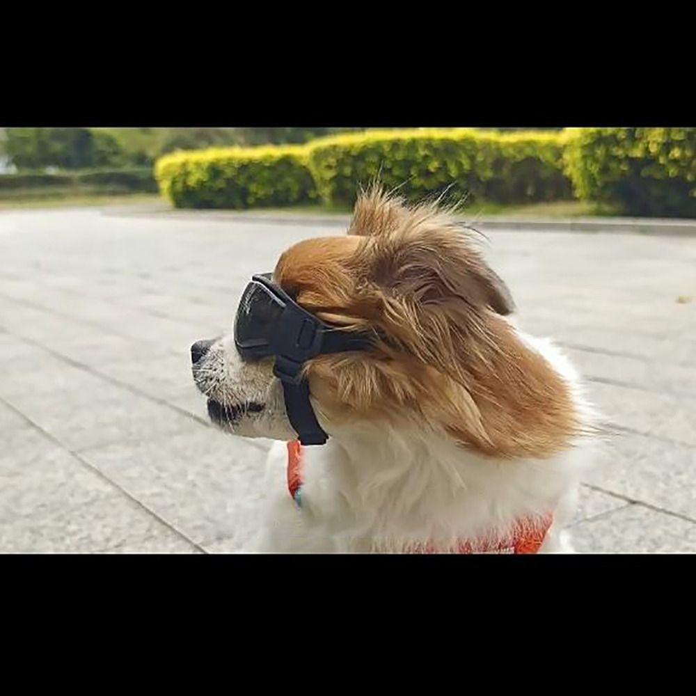 Silicon+PC+Nylon Pet Goggles A - Windsor Knot Tie 리뷰 및 가격
